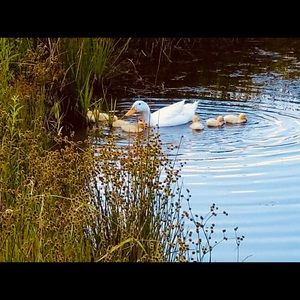 Meet your Posher, Meridith